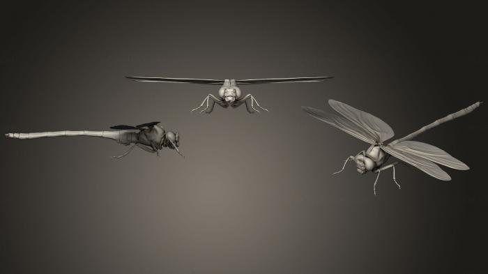 Insects (INSCT_0056) 3D model for CNC machine
